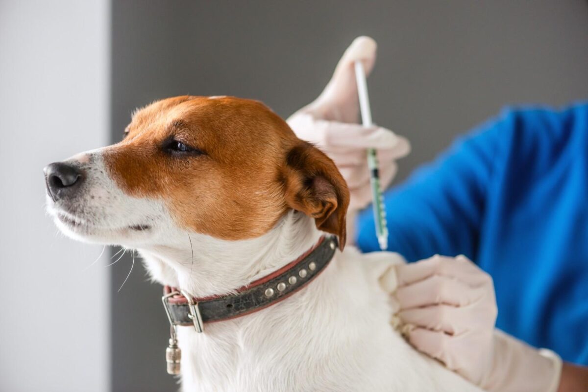 Puppy receiving rabies vaccination injection at Singapore GP clinic